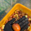 한림농원 이미지