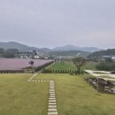 지새울. 핑크몰리 이미지