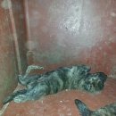 삼남매 염소농장 이미지