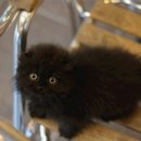 보계동물병원 이미지