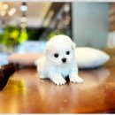 부천강아지분양 고양이분양 24시 데려가개 부천점 이미지