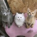 고양이랑놀자 이미지