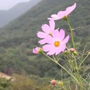 자수정 이미지