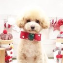 써니애견 미용실 이미지