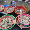 벌교5일시장 이미지