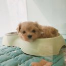 푸른들동물병원 이미지