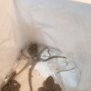 산낙지촌 이미지