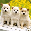 21세기 동물병원 이미지