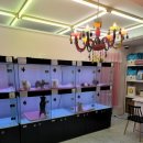 워킹퍼피 이미지