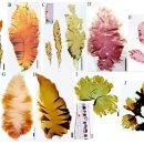 김파래목(Bangiales)에 속하는 홍조류 방사무늬김 (Neopyropia yezoensis) 이미지