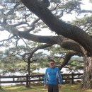 제주 수산리 곰솔 이미지