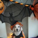 바비펫샵 이미지