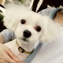 청순하개 이미지