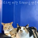 비원 트레이닝 이미지