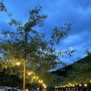 자두마을 이미지