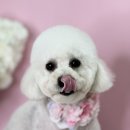 어안이 멍멍 이미지