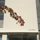 수성못길 이미지