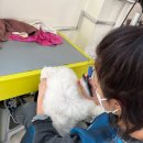 개인정애견샵 이미지