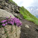프래콕스백리향(Thymus praecox) 이미지