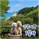 아트앤스테이 | 강릉 애견동반 1박2일 여행 1일차 (강릉 모노그램 펫룸, 고씨네 동해 막국수, 강문해변, 스테이인터뷰카페)