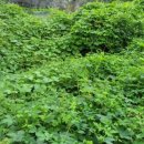 정동원농가 이미지