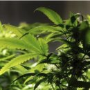 엔피팜(NP팜) 이미지