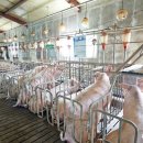 도고목장 이미지