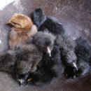 바다아리 이미지