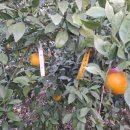 씨돌농장 | 과즙·당도 진짜 실화였네고객 후기로 증명된 제주조이감귤농장 황금향 매력(오마이컴퍼니 펀딩, 아이...