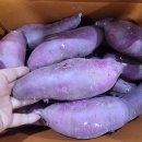 무농약 꿀고구마 대박 쎄일달려요 이미지