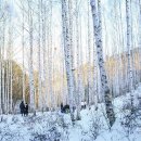 자작나무숲정상 이미지