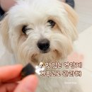 광동한방유통 | 광동 견옥고! 반려견 영양제로 다시 찾게 된 이유(본🐾)
