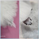 윤퍼피살롱 이미지