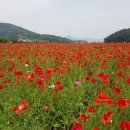 원주 용수골 꽃양귀비 축제 2019 (2019.06.01) 이미지