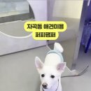 퍼피팸퍼 이미지