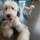 퍼피 앤 퍼피(PUPPY & PUPPY) 이미지