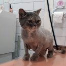 귀엽개귀엽냥 이미지