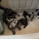 라마지샤 이미지