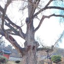 임고서원의 은행나무 | 영천 임고서원 은행나무