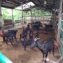 찬조농장 이미지