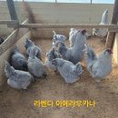 관상닭 여러품종 부화용 유정란 분양합니다 이미지