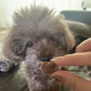 코디얼팜 이미지