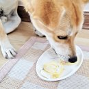 멍멍님수라상 이미지