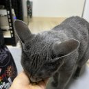 영광화학 | 나야 기호성 최고 하림펫푸드 더리얼 고양이사료, 이번엔 참치 맛 급여 후기