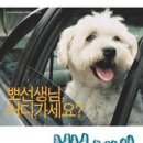뽀삐 이미지