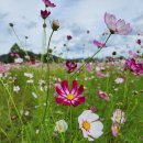 COSMOS/별,꽃 이미지