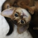 캐터리 페르마타 이미지