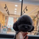 애견미용샵 조이 이미지