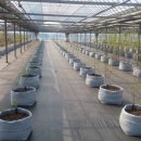 정금농장 이미지