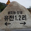 대촌1리농로 | 전주이씨 효령대군 후손 500년 세거지 ‘진밭(泥田)’ (봉현면 유전1리)